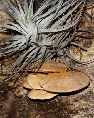 Tillandsia Mushrooms