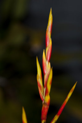 Bromeliad