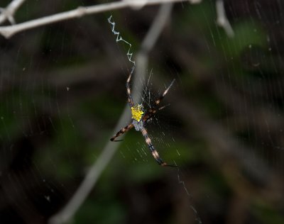 Spider - Argiope aurantia