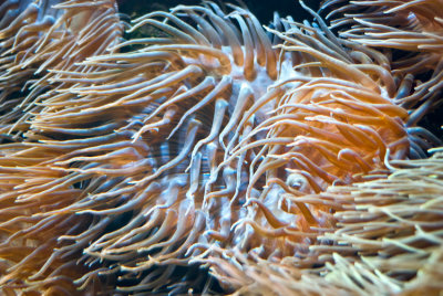 Anenome