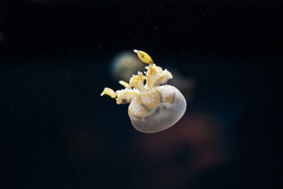 Lagoon Jellyfish 2 - Mastigias papua