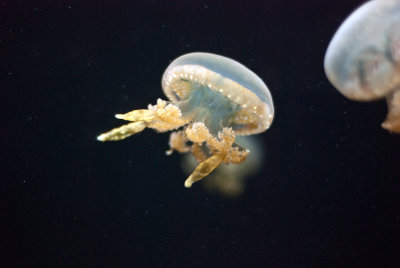 Lagoon Jellyfish - Mastigias papua