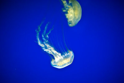 Jellyfish