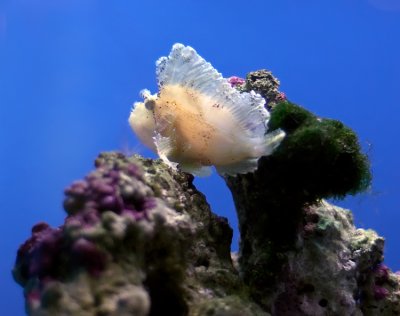 Leaf Scorpionfish  - Taenianotus triacanthus