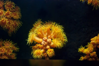 Orange Cup  Coral - Tubastraea coccinea