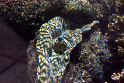 Giant Clam - Tridacna gigas