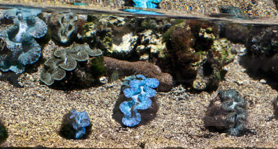 Giant Clam 3