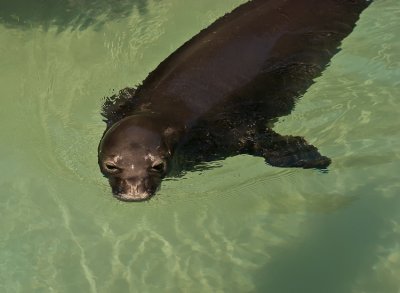 Hawaiian Monk Seal - Monachus schauinslandi