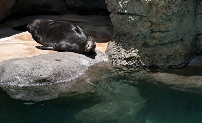 Hawaiian Monk Seal - Monachus schauinslandi 2