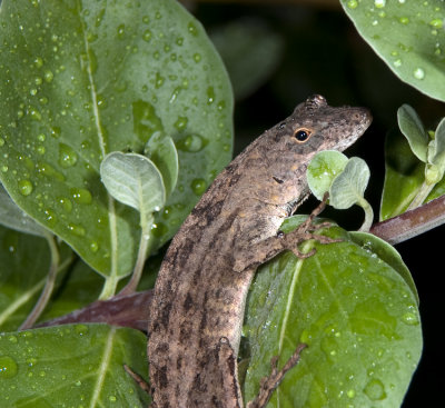 Geckos, Anoles and Other Lizards