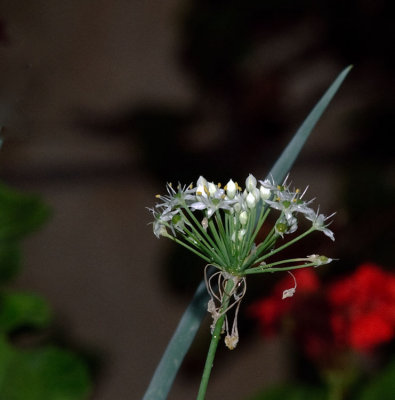 Asian Chive Flower