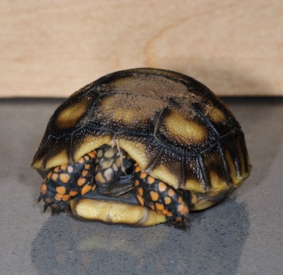 Baby Redfoot Tortoise - 2