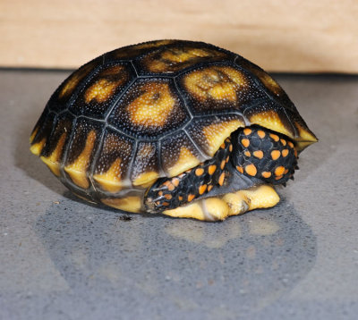 Baby Redfoot Tortoise  - I'm Shy