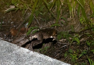 Island Amphibians