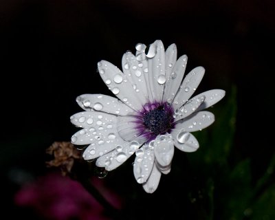 Osteospirmum - Rain Drops
