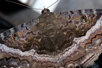 Black Witch  Moth - Ascalapha odorata