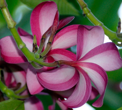 Plumeria - Stripe