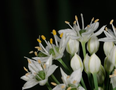 Chive Flowers