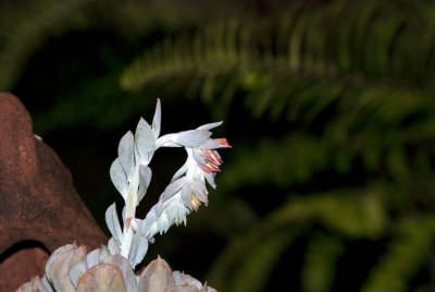 Echeveria Flower Spike