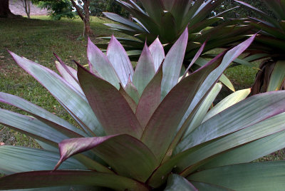 Hoomaluhia Botanic Garden