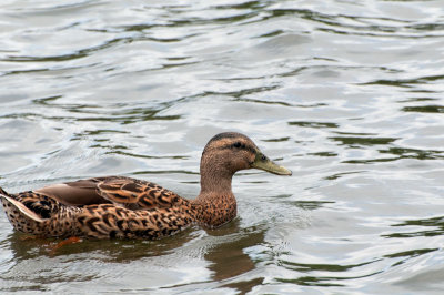 Mallarad Duck