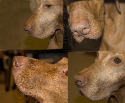 Nose Collage