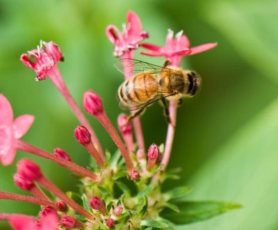 Pink Penta Bee