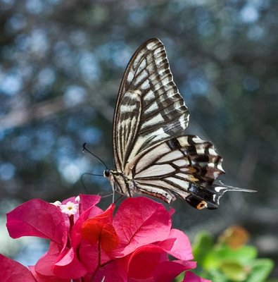 Swallowtail Xanthus