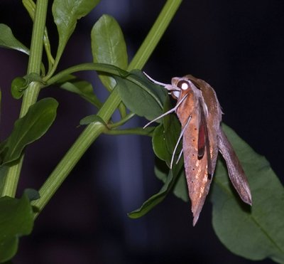 Sphinx Moth  II