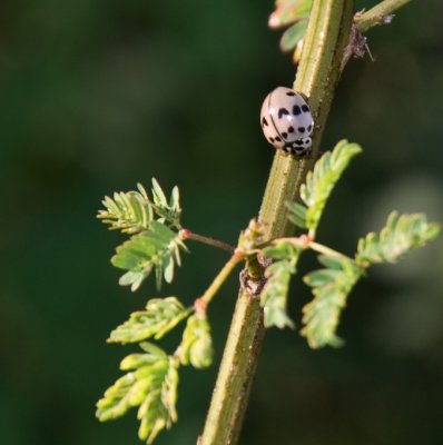 Ash-Grey Ladybug