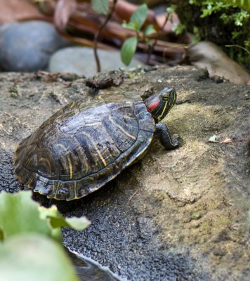 Red-Ear Pond Slider