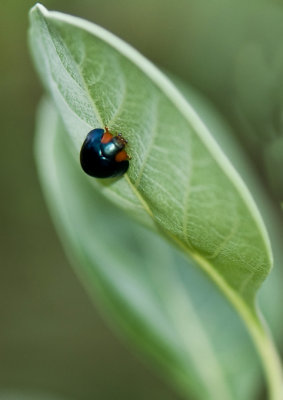 Dark Blue Ladybug