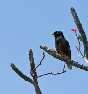 Mynah bird -  Acridotheres tristis