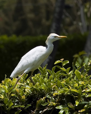 Cattle Egret