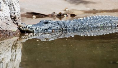 Alligator