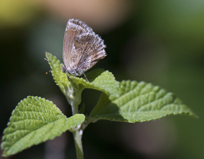 Lantana Butterfly - Strymon bazochii