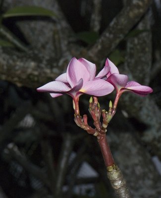 Plumeria - Plain Pink