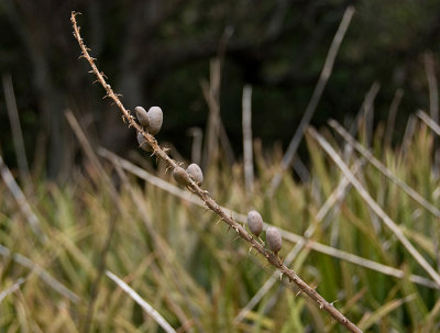Koko Crater Botanic Garden