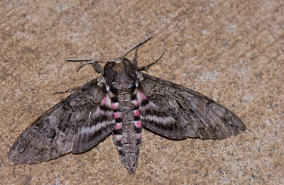 Pink-Spotted Hawk Moth