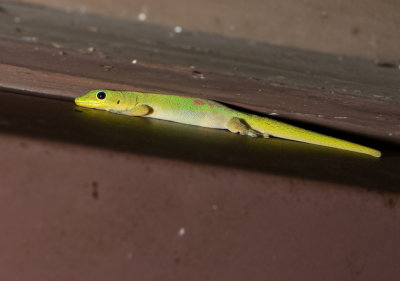 Night-night Gecko