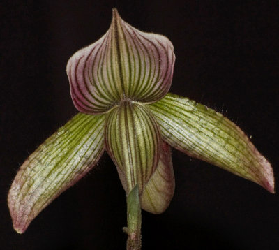 Phaphiopedilum Orchid - Back