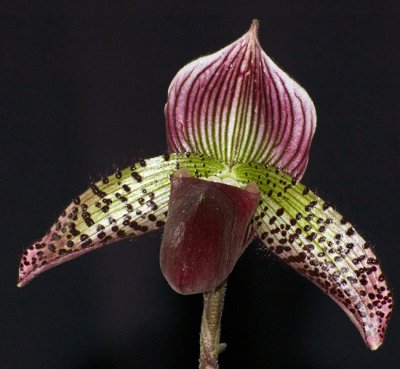 Phaphiopedilum Orchid