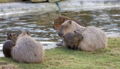 090222 Marwell Zoo 23372IMG_4823.jpg