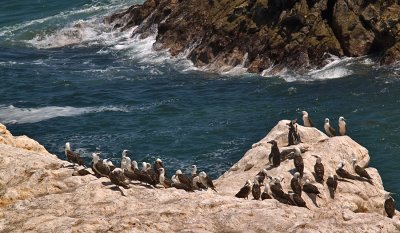 piqueros  y pinguinitos de Humboldt