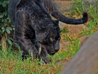 Otorongo/ Jaguar