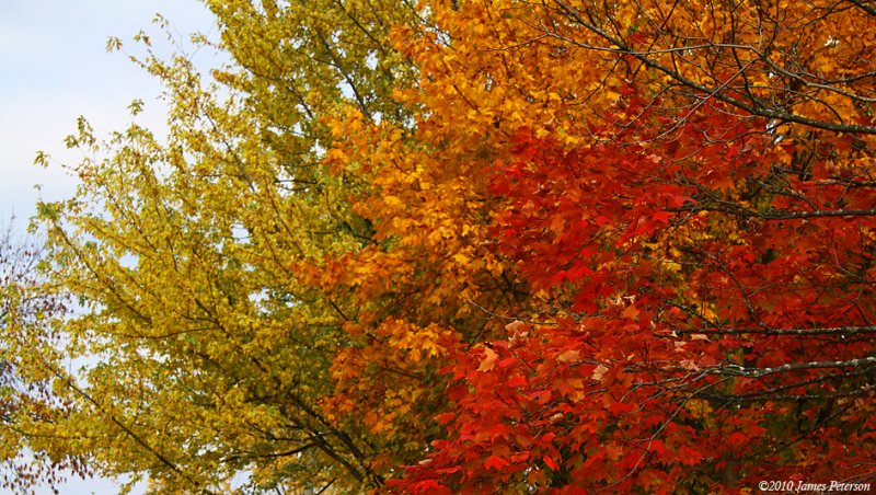 3 Shades in the Front Yard (10923)