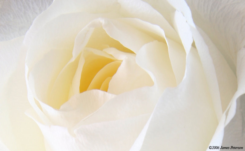 White Rose (11370)