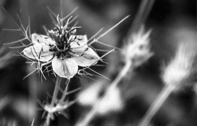 love- in-a- mist (real name of this flower)