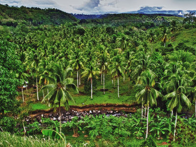 on the farm; Southern Philippines