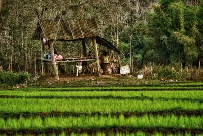 Laos, family land